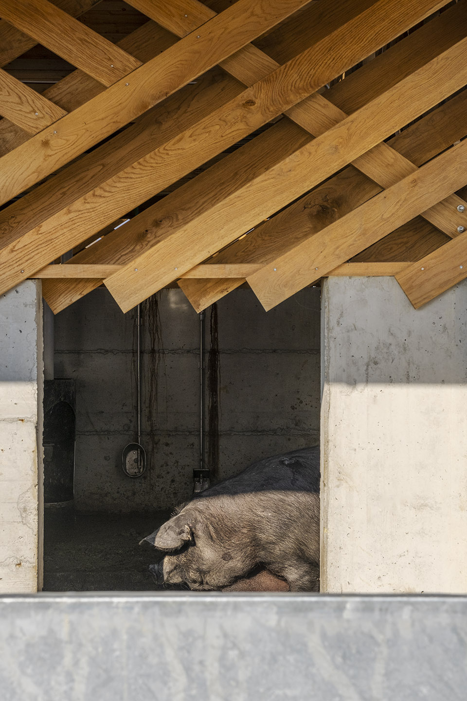 black slavonian eco pig farm by skrozdoo