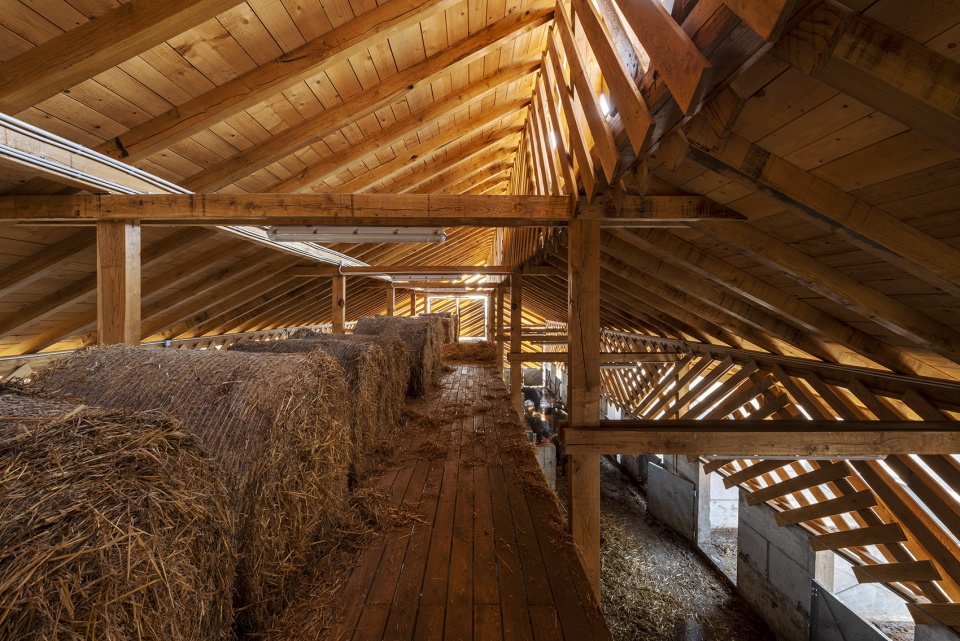 black slavonian eco pig farm by skrozdoo