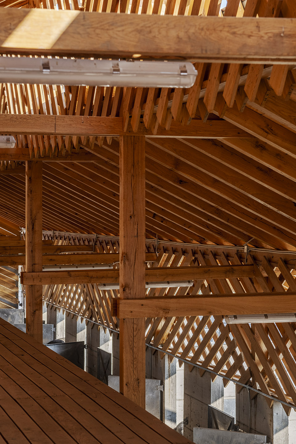 black slavonian eco pig farm by skrozdoo