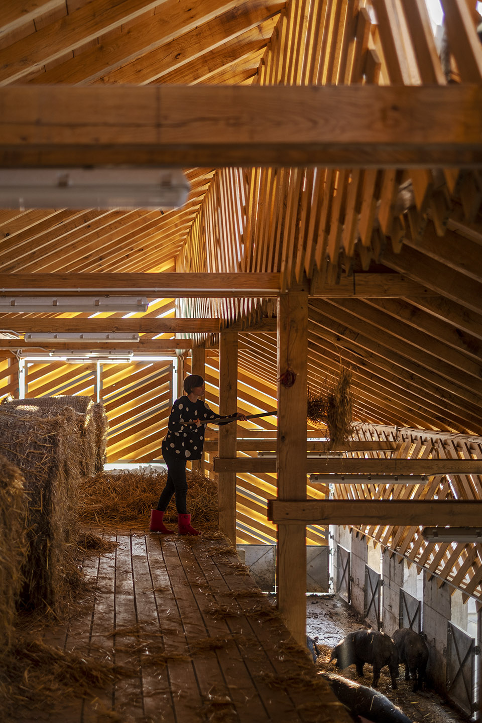 black slavonian eco pig farm by skrozdoo