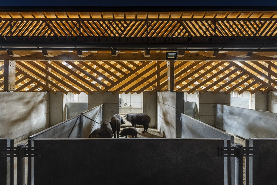 black slavonian eco pig farm by skrozdoo