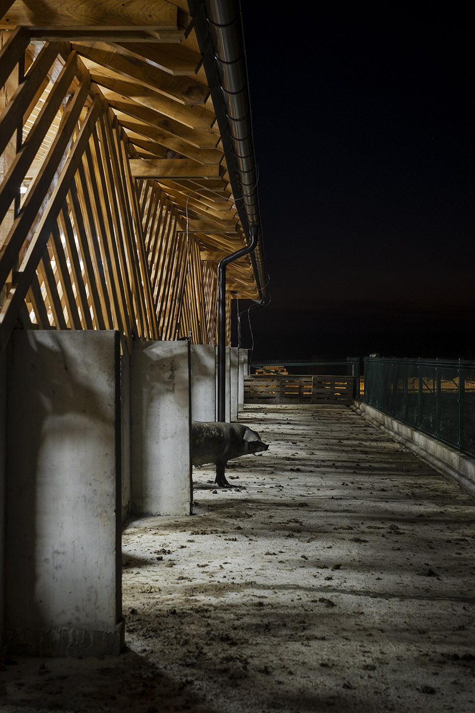 black slavonian eco pig farm by skrozdoo