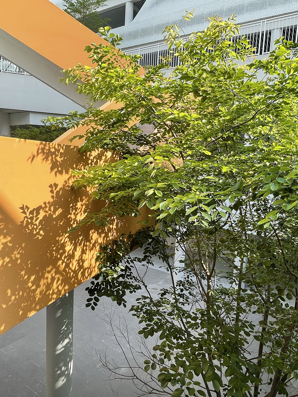 sustech affiliated experimental school by cube design