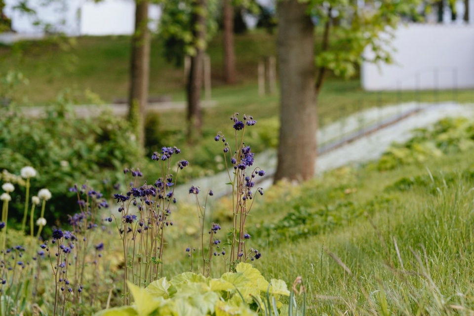 revitalisation of stephanies park by m2au