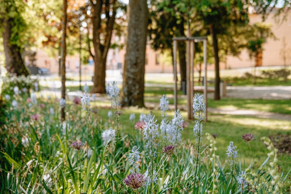 revitalisation of stephanies park by m2au