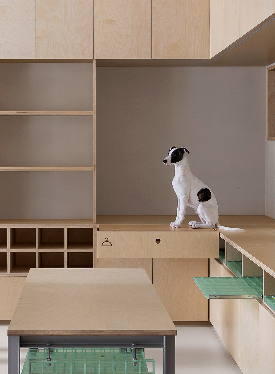 101 pet by informal design