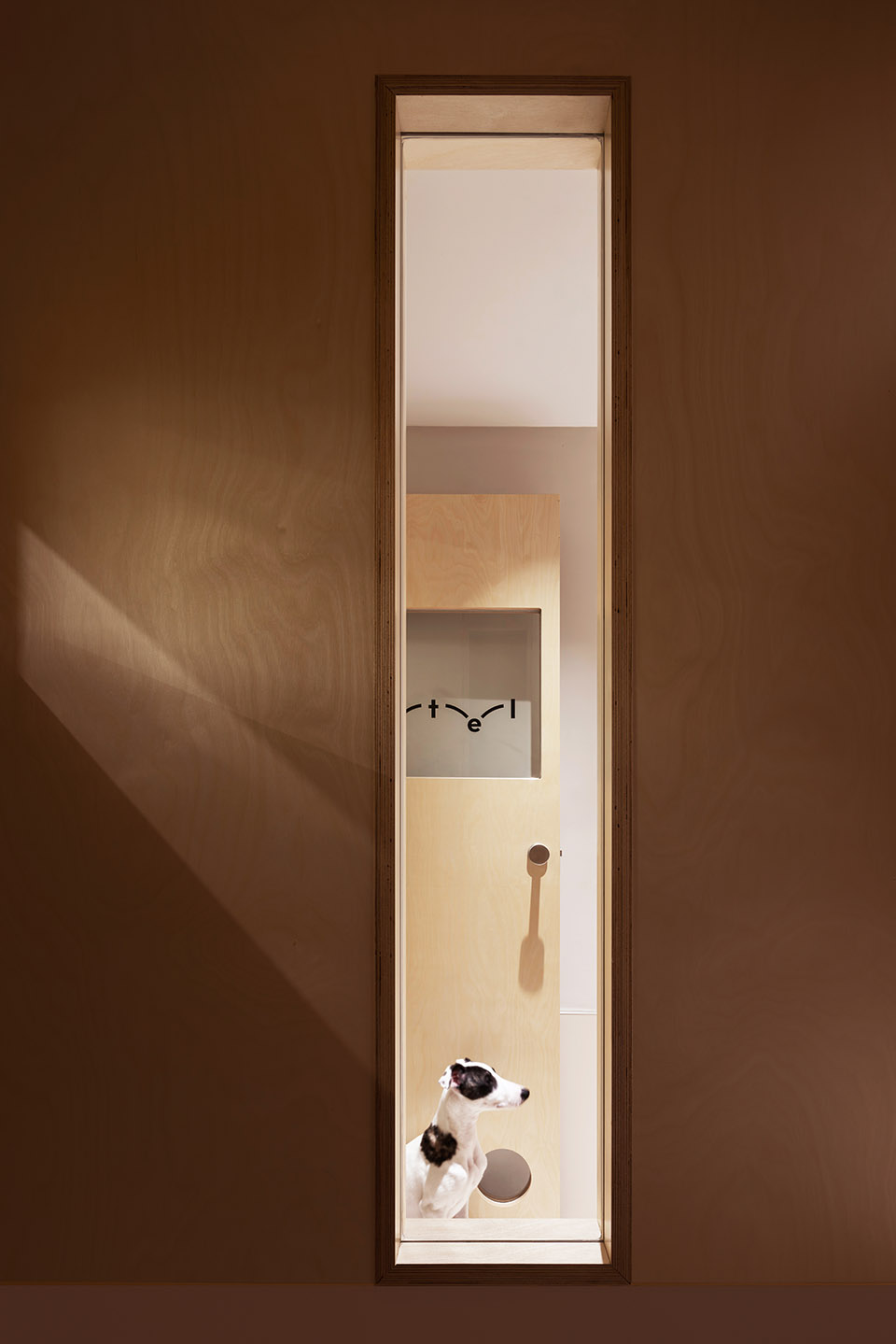101 pet by informal design