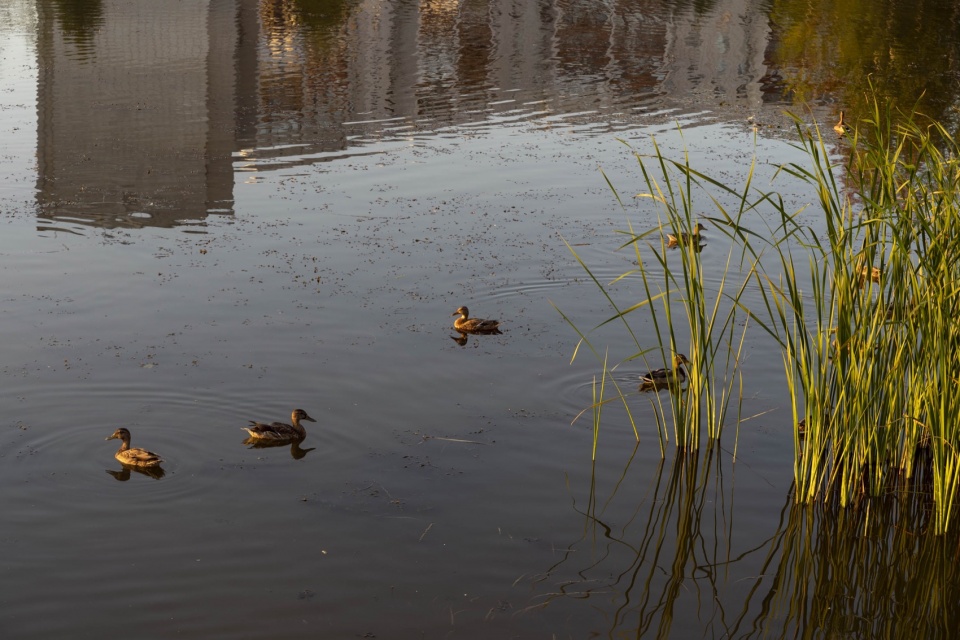 Revitalisation of Tikhoye lake by Novascape Brusnika Design