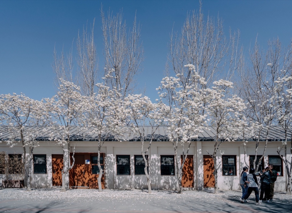 四月,玉兰花开Zhang Weiwei beijing agilearning school