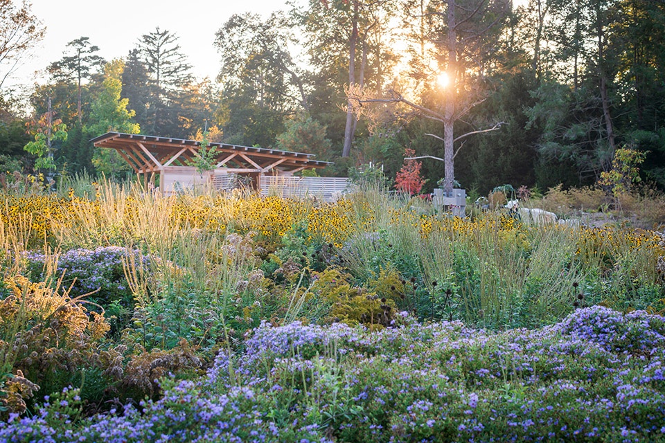 Pollinator and Bird Garden