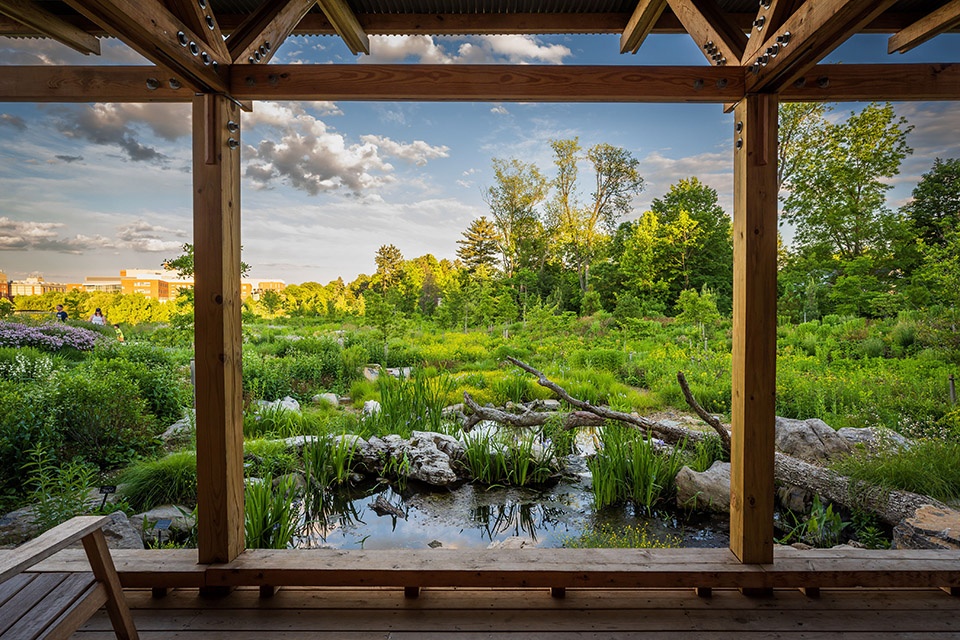 Pollinator and Bird Garden