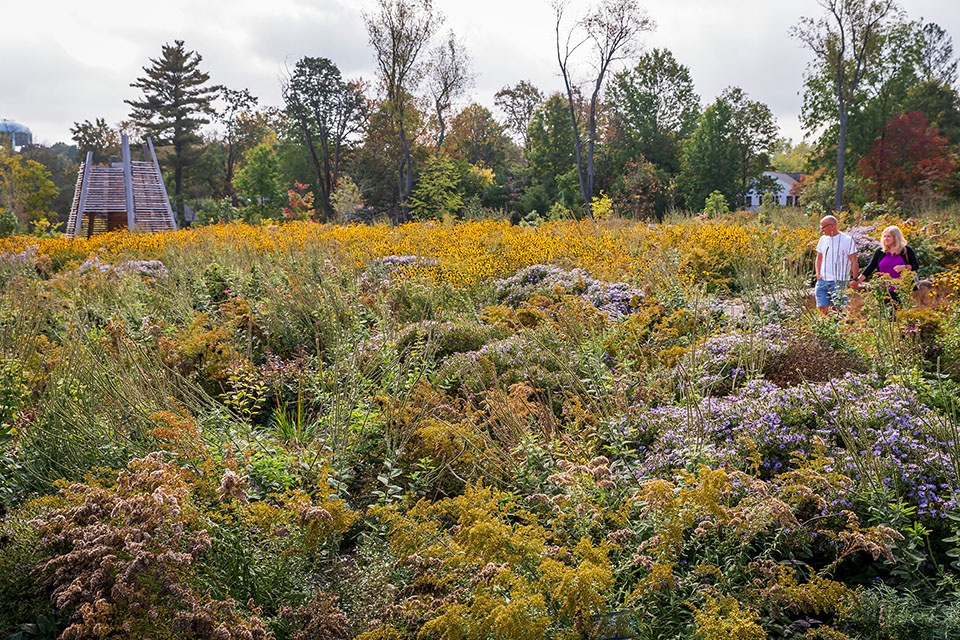 Pollinator and Bird Garden