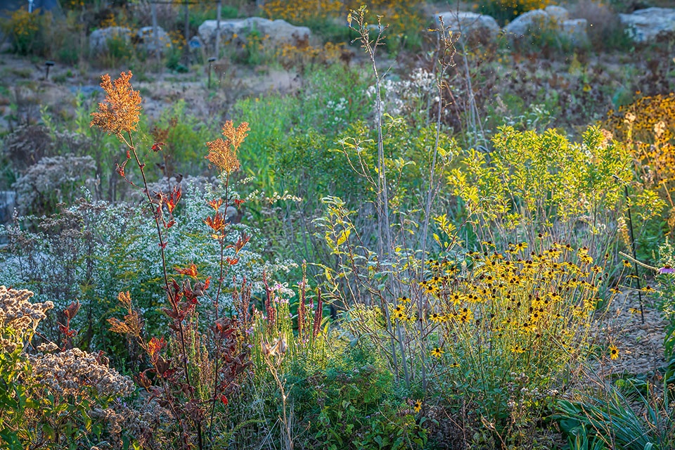 Pollinator and Bird Garden