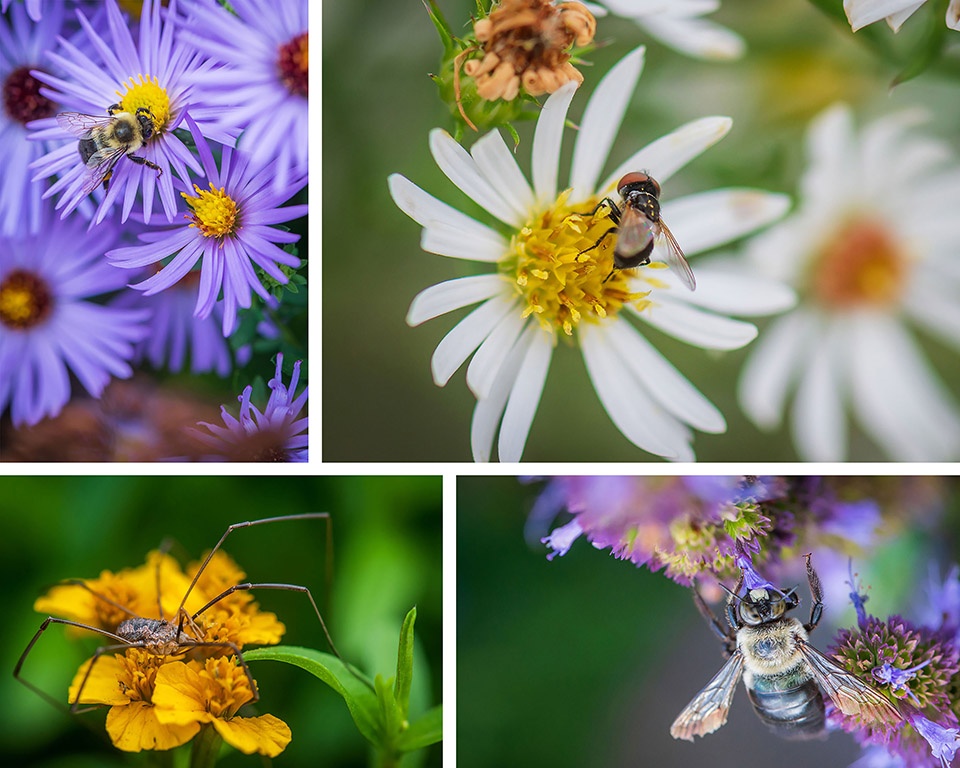 Pollinator and Bird Garden