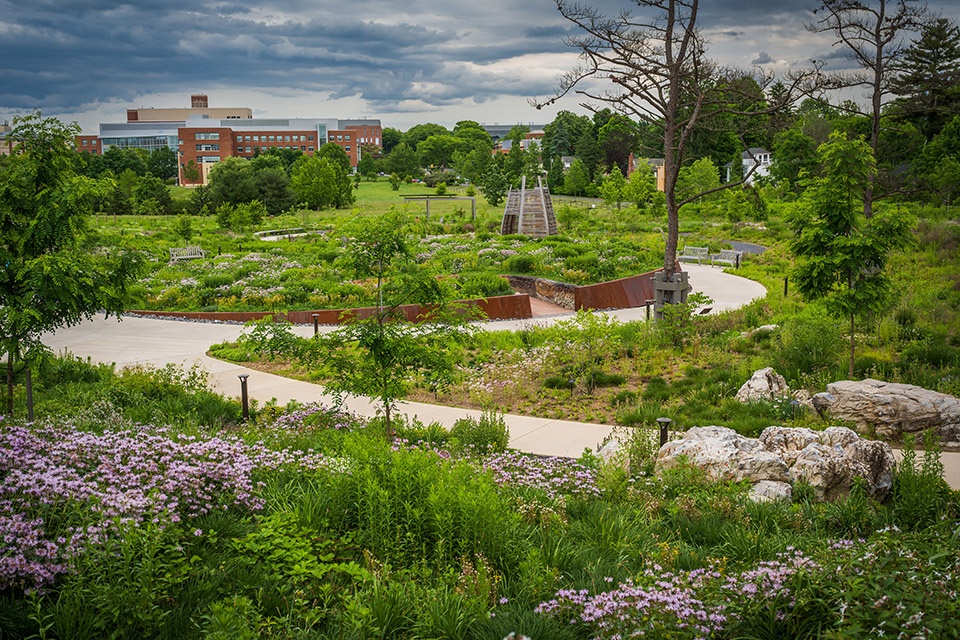 Pollinator and Bird Garden