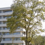 东山岛，浙江安吉 / MORE Architecture