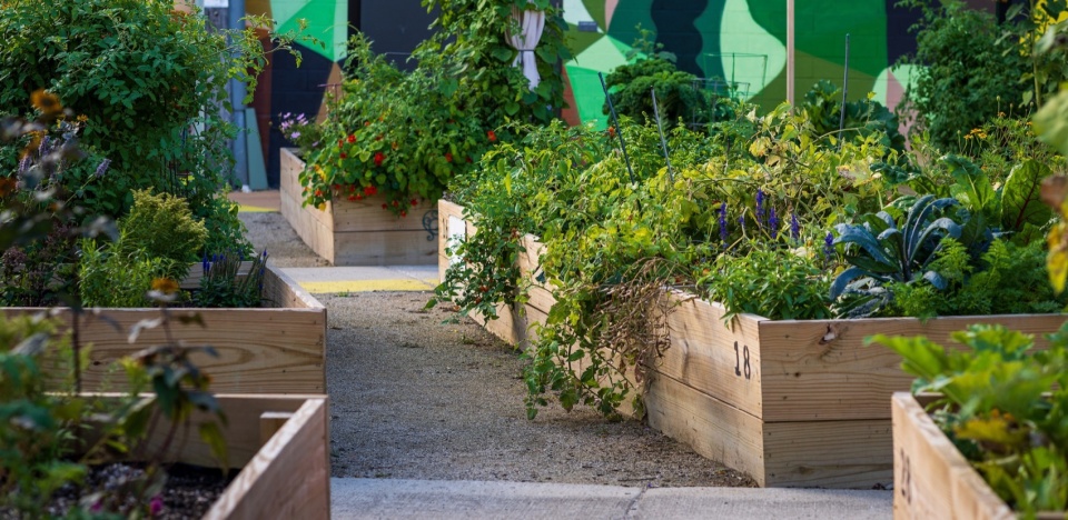Celebrating Community Resiliency An Equitable Garden Transformation by MKSK Inc