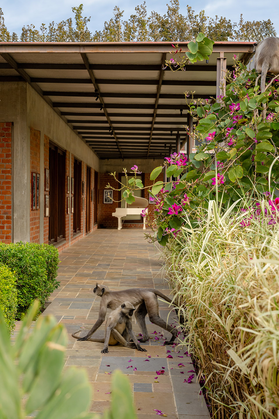 under the neem tree restaurant by hiren patel architects