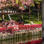 2024 IFLA AAPME能源与低碳减排类荣誉奖：深圳后海中心河公园 / HOPE翰博设计