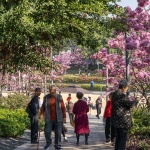 2024 IFLA AAPME能源与低碳减排类荣誉奖：深圳后海中心河公园 / HOPE翰博设计