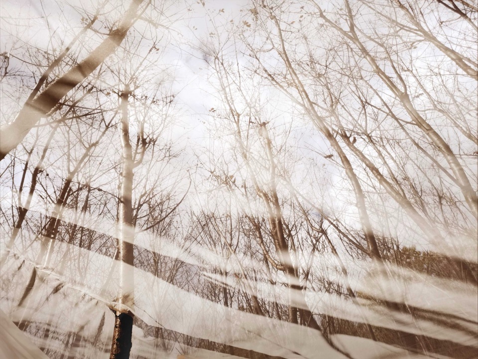 Looking at the sky and cherry trees from Tangible Scene it s like sparkling ripples on the water ©Rui Gu