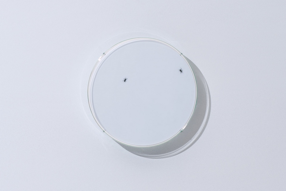 ants and constellations in the solo exhibition dots by yoy