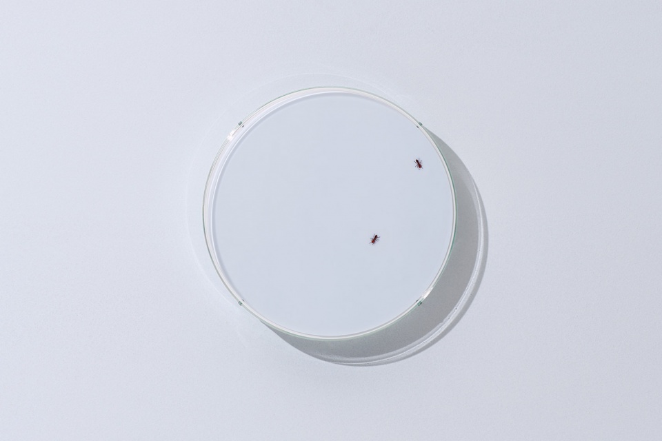 ants and constellations in the solo exhibition dots by yoy