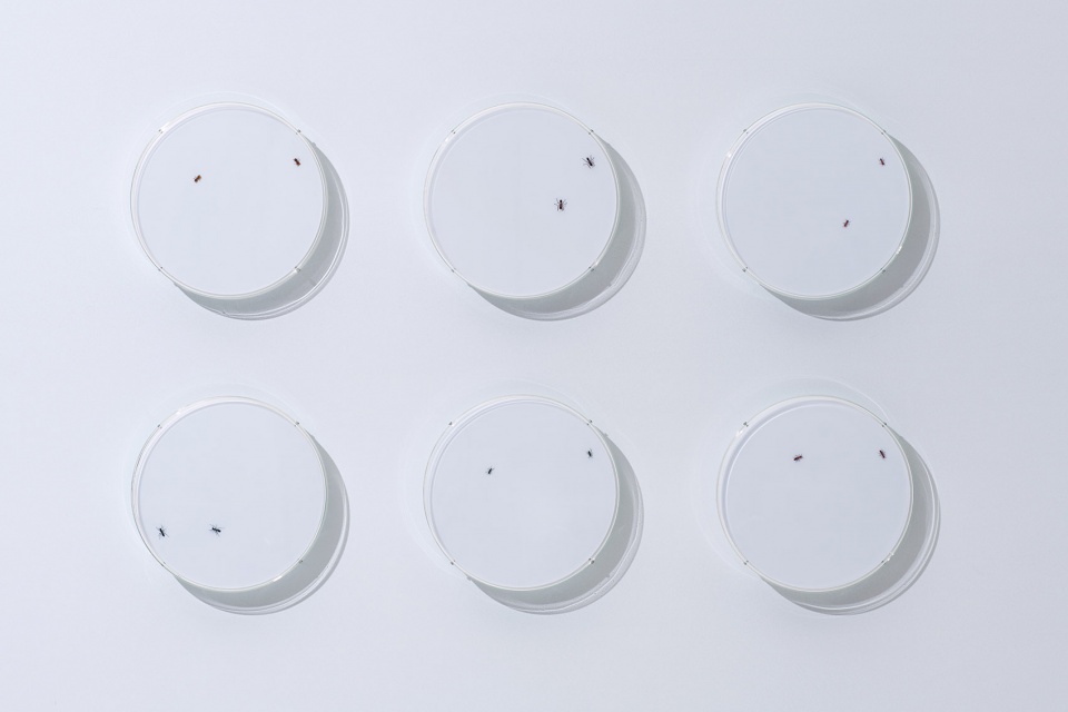 ants and constellations in the solo exhibition dots by yoy