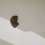 MON58住宅，瑞士 / Associati