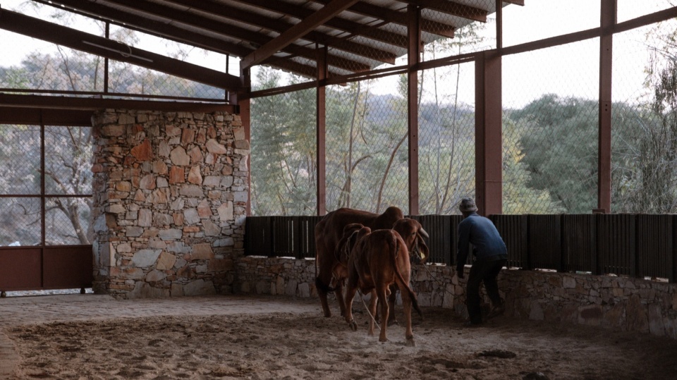 Gaushala by Studio Saar