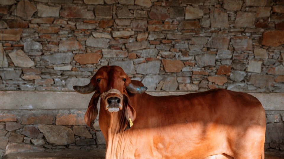 Gaushala by Studio Saar