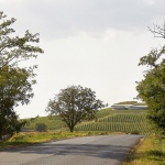 Sauska Tokaj酿酒厂，匈牙利 / BORD Architectural Studio
