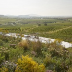 Sauska Tokaj酿酒厂，匈牙利 / BORD Architectural Studio