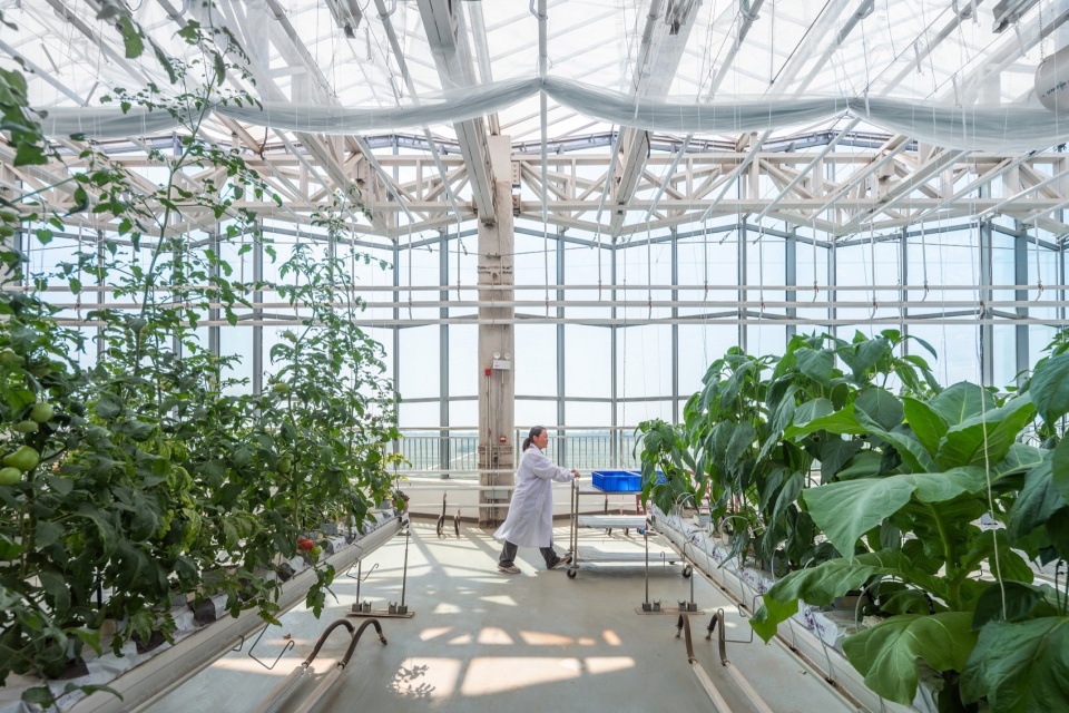 Vertical Farm Hengshui