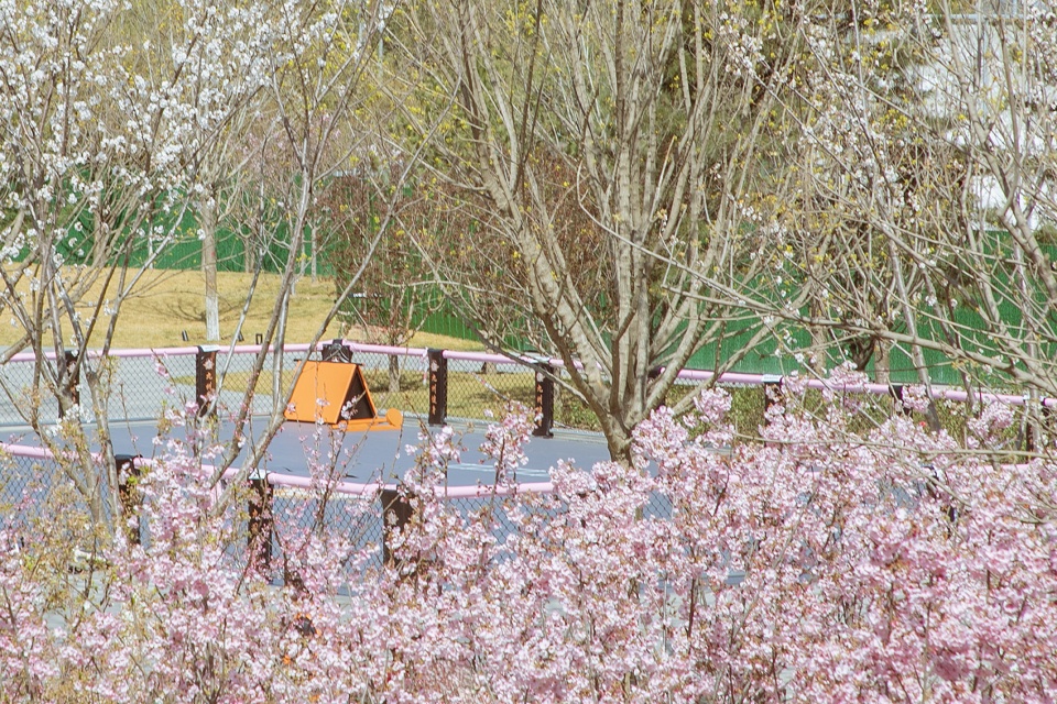 environmental renovation and enhancement design of cherry blossom valley in beixiaohe park beijing by dimu design