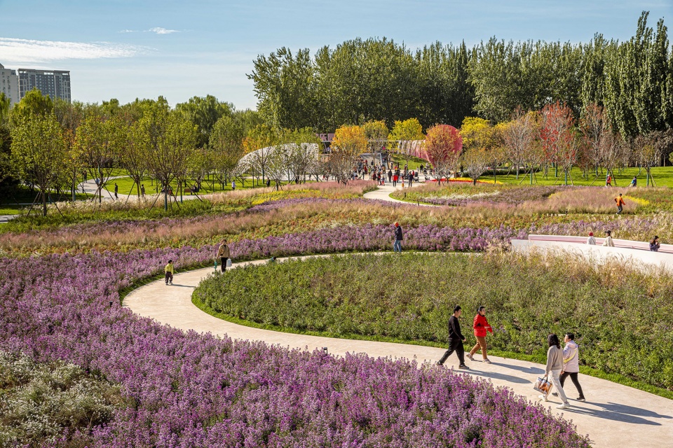 environmental renovation and enhancement design of cherry blossom valley in beixiaohe park beijing by dimu design