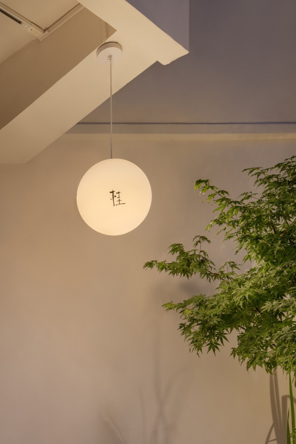 Osmanthus