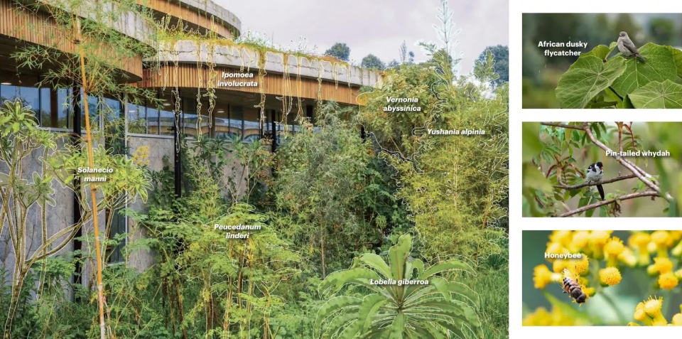 2025 asla general design award of honor the ellen degeneres campus for the dian fossey fund mass design group tenxten