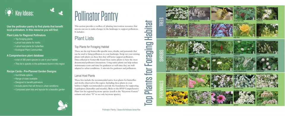 2025 asla analysis and planning award of honor somerville pollinator action plan offshoots inc