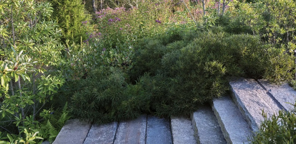 2025 asla residential design award of honor huckleberry perch matthew cunningham landscape design