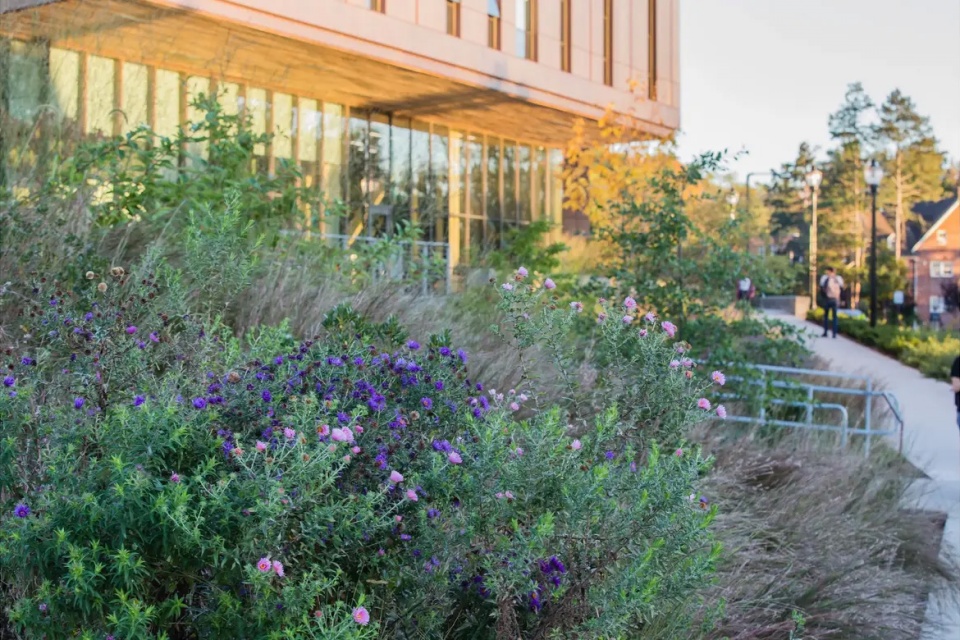 2025 asla general design award of honor re wilding experimentation and pedagogy at umass stimson