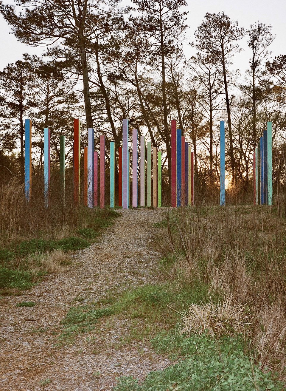 Rainbow Forest