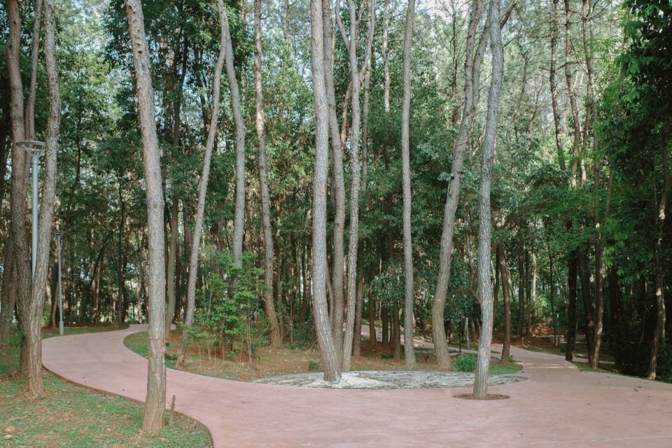 after school pine woods park by office fuli