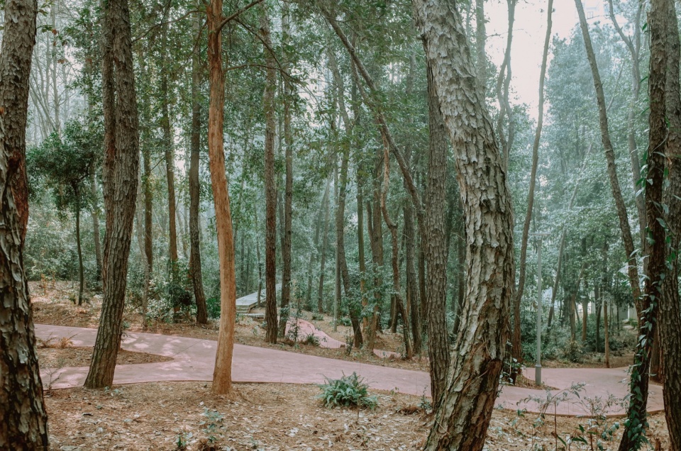 after school pine woods park by office fuli