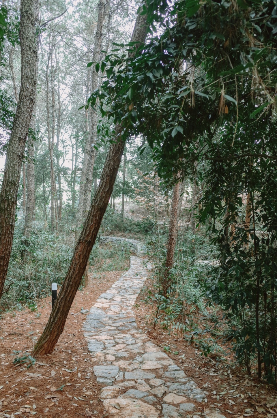 after school pine woods park by office fuli