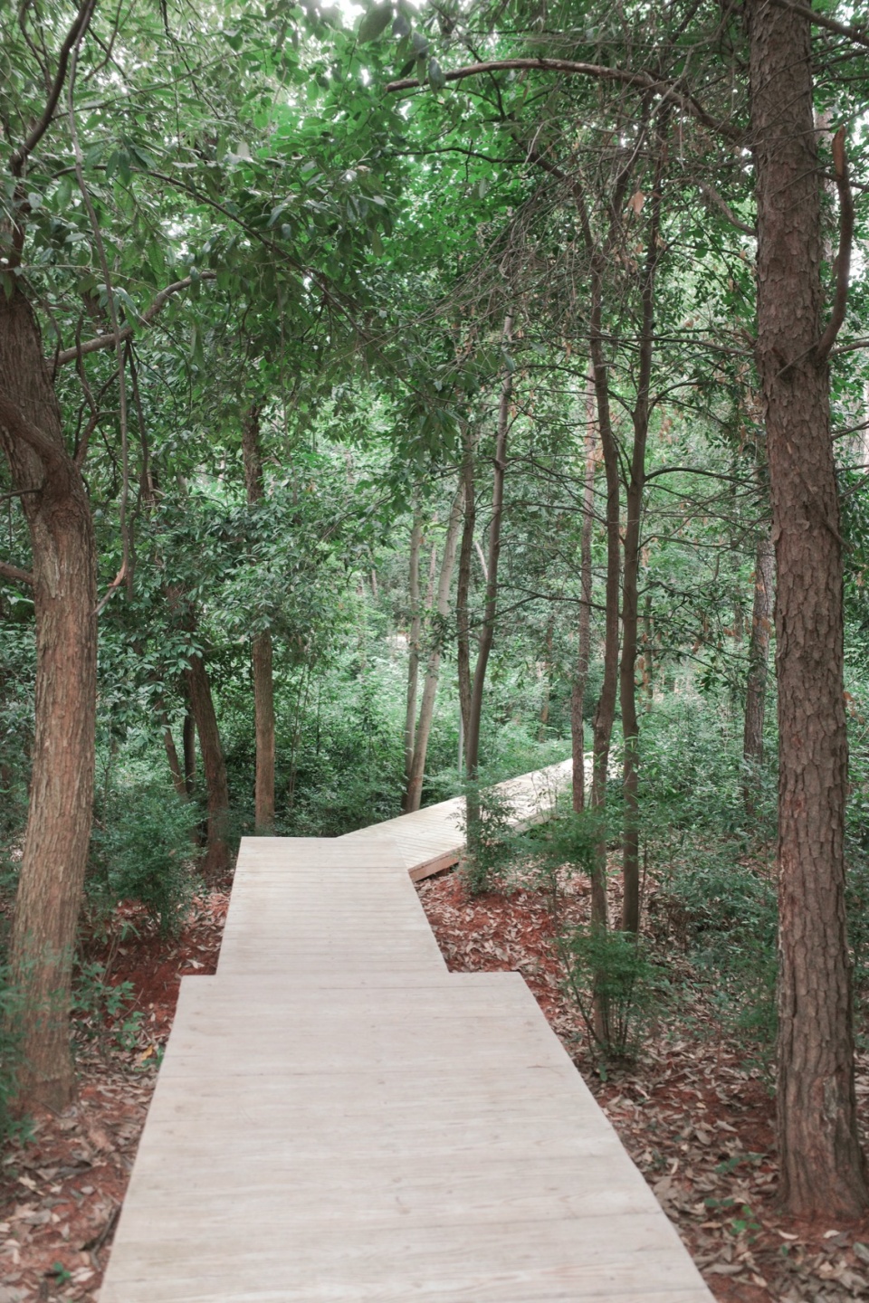 after school pine woods park by office fuli