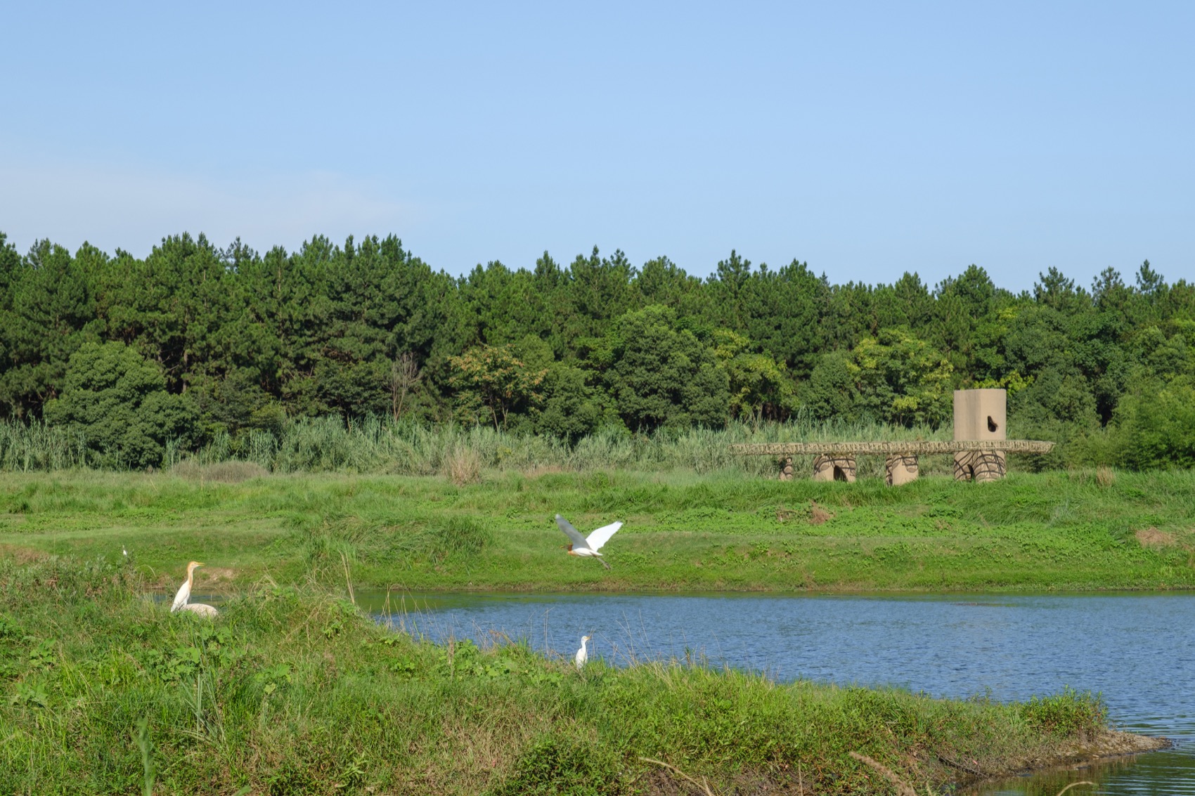 Wetland Caves