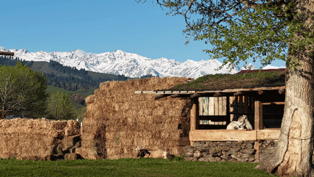 雪山背景下,胡杨树下马厩、草垛、秋千相得益彰Stables haystacks and swings under poplars with snow mountains as backdrop © Shulin Architecture© 尌林建筑