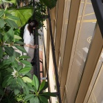 GARDEN CURTAIN WALL by Formwerkz Architects