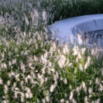 Aranya Sea Mirror Garden by Z’scape